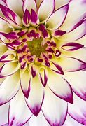 Image result for Abstract Macro Flower Photography