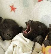 Image result for Cutest Bat Yawn
