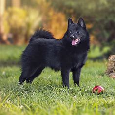 Are Schipperke Hypoallergenic