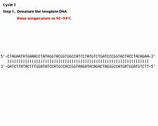 Image result for PCR Bacteria Primer