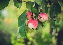 Image result for Apple Leaves