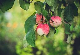 Image result for Apple Leaf