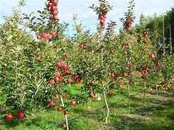 Image result for Ambrosia Apple Tree