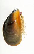 Image result for Blue Mussel