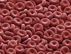 Image result for Red Blood Cell