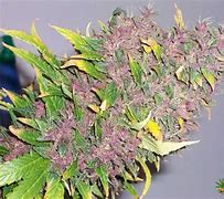 Image result for Purple Power M