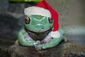 Image result for Chrismast Frog