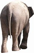 Image result for Elephant Behind