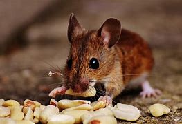 Image result for Small Cute Mouse