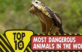 Image result for All Dangerous Animals