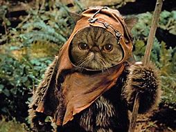 Image result for Cat Star Wars No Background