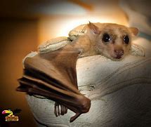 Image result for Cute Egyptian Fruit Bat