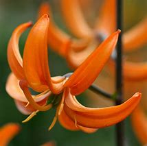 Lilium martagon Orange Marmalade 的图像结果
