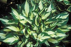 Image result for Hosta Fire and Ice