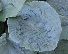 Image result for Hosta Her Eyes Were Blue