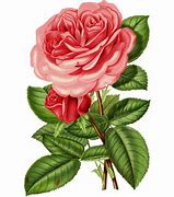 Image result for Vintage Pink Rose Transparent