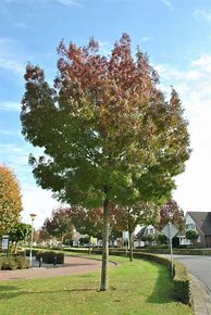 Image result for Fraxinus angustifolia raywood