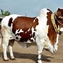 Image result for World of Cow Bull