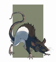 Image result for White Rat Anime