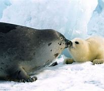 Image result for Seal Mother Chonk Meme