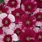 Image result for Dianthus Charmy