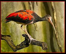 Image result for babies scarlet ibis information