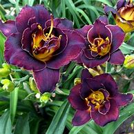 Hemerocallis Voodoo Dancer-साठीचा प्रतिमा निकाल