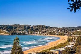Image result for avoca