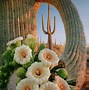 Image result for Red Tall Cactus