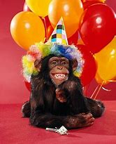 Image result for Chimpanzee Birthday Meme