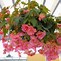 Bildergebnis für Begonia Pendula Cascade -roze-