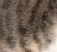 Image result for Rough Cat Texture