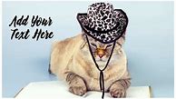 Image result for Funny Animal Wallpaper
