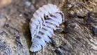 Image result for Dragon Isopods