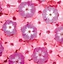 Image result for Pink Purple Flowers Desktop