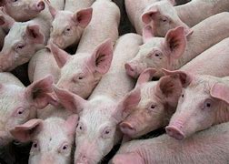Image result for varkens
