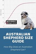 Image result for Average Aussie Pp Size
