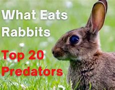 Image result for What Animals Eat a Rabbit