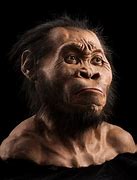 Image result for Bonobo Ape and Human