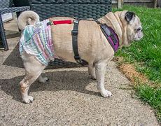 Image result for Dog Diapers for Pugs