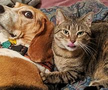 Image result for Funny Pics of Dogs and Cats