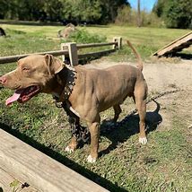 Image result for Red Nose Alligator Pit