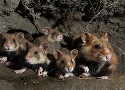 Image result for Wild Hamster Burrow