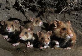 Image result for Hamster Burrow