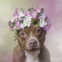 Image result for Spring Flowers with a Pit Bull Dog