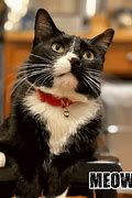 Image result for Funny Tuxedo Cat Memes