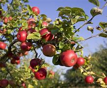 Image result for Real Apple Tree