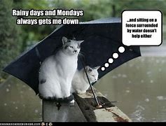 Image result for Rainy Thursday Cat