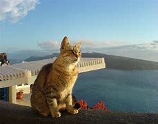 Image result for Greek Cats That Swim