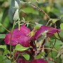 Image result for Clematis Niobe